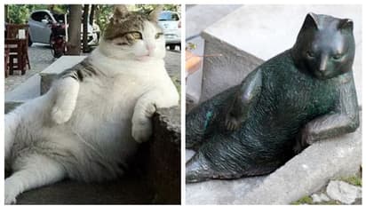 മരിച്ചിട്ട് ഏഴ് വര്‍ഷം, ഇസ്താംബൂളിന്‍റെ തെരുവ് പൂച്ച ടോംബിലി ഇന്നും അവിടെയുണ്ട് !