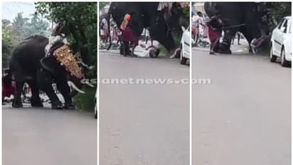 ഉത്സവത്തിനിടെ ആനയിടഞ്ഞു, കുതറിയോടിയ ആനയുടെ കാലുകൾക്കിടയിൽപ്പെട്ടയാൾക്ക് അത്ഭുത രക്ഷപ്പെടൽ-വീഡിയോ