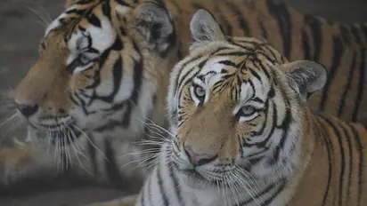  ഒടുവില്‍, 12 വർഷത്തിന് ശേഷം സൈപ്രസില്‍ നിന്നും അവര്‍ ഇന്ത്യന്‍ മണ്ണിലേക്ക് 'പറന്നു' വന്നു ! 