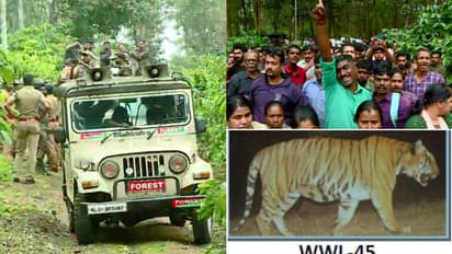 വയനാട്ടിലെ നരഭോജി കടുവ കൂട്ടിൽ, കുടുങ്ങിയത് കാപ്പിതോട്ടത്തിൽ വച്ച ഒന്നാം കെണിയിൽ; കൊല്ലണമെന്ന് നാട്ടുകാർ