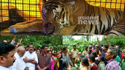 5മണിക്കൂർ പിന്നിട്ട് പ്രതിഷേധം, നരഭോജി കടുവയുടെ മുഖത്ത് മുറിവ്, കൊണ്ടുപോകാൻ സമ്മതിക്കാതെ നാട്ടുകാര്