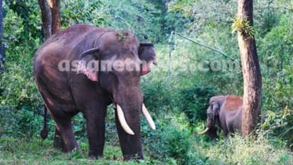 കാട് വിട്ട നാല്പത്തിയഞ്ചാമന്‍ നാട്ടിലെത്തി, 'നരഭോജി' എന്ന് പേരുവീണു; പിന്നെ നാടും വിട്ട് കൂട്ടിലേക്ക് 