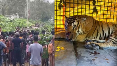 കുറുക്കന്‍മൂലയില്‍ കടുവക്ക് മുമ്പില്‍ 'തോറ്റു', വാകേരിയില്‍ കൂട്ടിലായി; കർഷകനെ കൊന്ന കടുവ ഇനി തൃശ്ശൂരിൽ