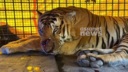 ദിവസം ആറ് കിലോ ബീഫ്, 2 മാസം വരെ ക്വാറന്റൈൻ, കൂട്ടിന് വൈഗയും ദുര്‍ഗയും; നരഭോജി കടുവയെ പുത്തൂരിലേക്ക് മാറ്റി