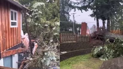 എല്ലാം സംഭവിച്ചത് നിമിഷനേരം കൊണ്ട്; കടപുഴകി കൂറ്റൻമരം, ചീട്ടുകൊട്ടാരം പോലെ തകർന്നുവീണ് വീട്