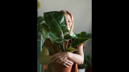 ఈ మొక్కలు మీ ఇంట్లో సువాసన వెదజల్లుతాయి..!