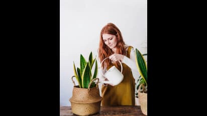 ఏసీ, ఫ్యాన్ ఏదీ అవసరం లేదు.. ఇంట్లో ఈ మొక్కలుంటే ఎంత చల్లగా ఉంటుందో..! 