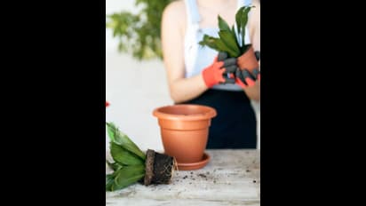 చలికాలంలో ఇండోర్ ప్లాంట్స్ ఎలాంటి జాగ్రత్తలు తీసుకోవాలి.?