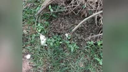 തലശ്ശേരിയിൽ റോഡരികിൽ വിതറിയ സാധനം കണ്ട് നാട്ടുകാ‍ര്‍ക്ക് സംശയം, പൊലീസെത്തി കണ്ടത് 2 ലക്ഷത്തിന്റെ 'മൊതല്'