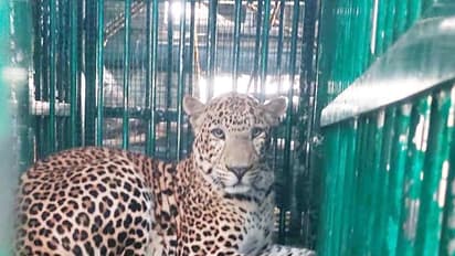  ಶಾಲೆ ಆವರಣದಲ್ಲಿ ಬೋನಿಗೆ ಬಿದ್ದ ಚಿರತೆ