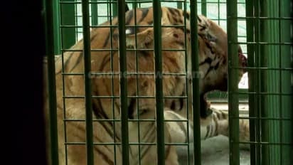 വയനാട്ടിൽ നിന്ന് പിടിയിലായ നരഭോജി കടുവയ്ക്ക് നാളെ ശസ്ത്രക്രിയ; മുഖത്തെ മുറിവിന് 8 സെന്റിമീറ്റര് ആഴം