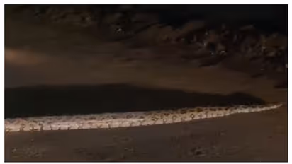 കണ്ടാൽ ഞെട്ടും, അടക്കാത്തോടിൽ കൂറ്റൻ പെരുമ്പാമ്പ്- വീഡിയോ