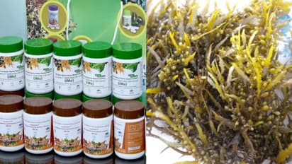 കൊളസ്ട്രോൾ നിയന്ത്രിക്കും, വൈറസിനെതിരെ പ്രതിരോധം തീർക്കും, സിഎംഎഫ്ആർഐയുടെ കടൽപായൽ ഉൽപന്നങ്ങൾ വിപണിയിലേക്ക്