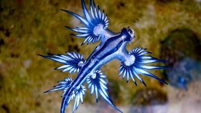 பெசன்ட் நகர் கடற்கரையில் உலவும் விஷத்தன்மை கொண்ட ப்ளூ டிராகன்கள்!