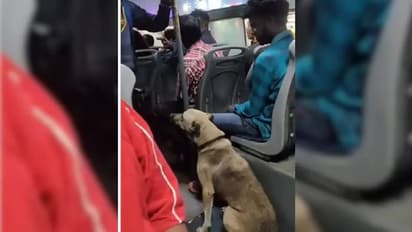 നായയ്‍ക്കെന്താ ബസിൽ കാര്യമെന്ന് ചോദിക്കാൻ വരട്ടെ; കാണാം ഈ വീഡിയോ