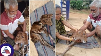ಎರಡು ತಲೆಯ ಕರುವಿಗೆ ಜನ್ಮ ನೀಡಿದ ಹಾಸನದ ನಾಟಿ ಹಸು!