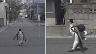 തനിയെ ബാ​ഗുമായി മാർക്കറ്റിൽ പോയി മീൻ വാങ്ങിവരും വളർത്തുപെൻ​ഗ്വിൻ, ഓർമ്മയുണ്ടോ ലാലയെ?