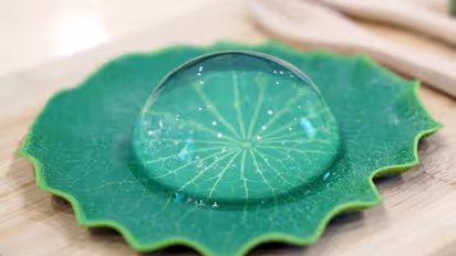 ഇത് ചേമ്പിലയിലെ വെള്ളത്തുള്ളി അല്ല! പിന്നെയോ?; അറിയാം...