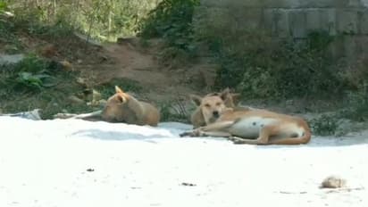 വളർത്തുപക്ഷികളെ ആക്രമിച്ച് തെരുവുനായകൾ, 10 ദിവസംകൊണ്ട് കൊന്നത് 16 തെരുവുനായകളെ, യുവനേതാവ് അറസ്റ്റിൽ