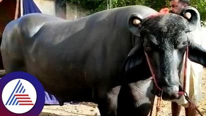 ತಿಂಗಳಿಗೆ ಲಕ್ಷ ಲಕ್ಷ ದುಡಿಯೋ ಈ ಕೋಣ ಸಂಜೆ ವಾಕಿಂಗ್ ಮಾಡಿ, ಟಿವಿ ನೋಡಿಯೇ ಮಲಗೋದು!