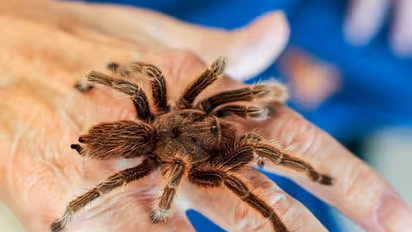 8 കണ്ണുള്ള 'സാത്താൻ ടരാന്‍റുല', മൂന്നടിയുള്ള പാമ്പ്; ഇക്വഡോറില്‍ ശാസ്ത്രജ്ഞർ കണ്ടെത്തിയ നിഗൂഢജീവികൾ !