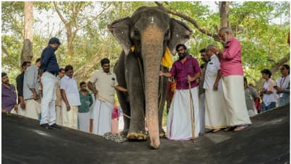 ആന മുത്തശ്ശി നന്ദിനിക്ക് എട്ട് ലക്ഷത്തിന്റെ റബർ മെത്ത; ഈ വിഐപി സൗകര്യത്തിനൊരു കാരണമുണ്ട്...