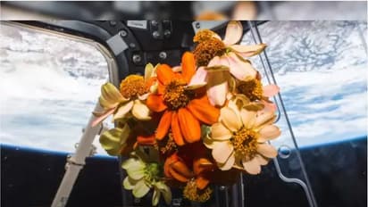 From blooming flowers to dancing flames, NASA shares space experiments of 2023 in mesmerising video