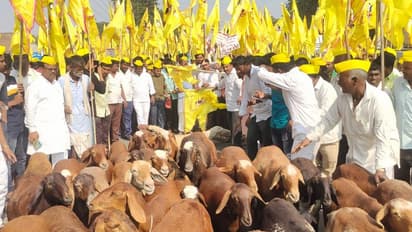 ಕುರುಬರ ಹೋರಾಟಕ್ಕೆ ಕುರಿಗಳು ಸಾಥ್: ತಹಸೀಲ್ದಾರ್ ಕಚೇರಿ ಆವರಣದೊಳಗೆ ಪ್ರತಿಭಟನೆ!