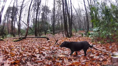 ട്രെക്കിങ്ങിനിടെ കാണാതായി കൊടും കാട്ടിൽ 'റോസ്' തനിച്ച് കഴിഞ്ഞത് 6 വർഷം, ഒടുവിൽ രക്ഷ...