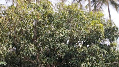  ಹಣ್ಣುಗಳ ರಾಜ ಮಾವು ಹೂ ಬಿಡುವ ಪ್ರಕ್ರಿಯೆ ಆರಂಭ- ಮಾವು ಸಸ್ಯ ಸಂರಕ್ಷಣಾ ಕ್ರಮ ಬಗ್ಗೆ ರೈತರಿಗೆ ಸಲಹೆ