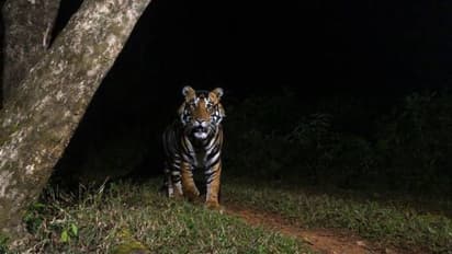 എന്താ ഒരു വരവ്, ആരായാലും നോക്കിനിന്നുപോകും, വൈറലായി ബ്ലാക്ക് ടൈ​ഗർ