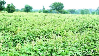 ರೈತರ ಕೈ ಹಿಡಿದ ಮಾಗಿಯ ಬೆಳೆ ಅವರೆ
