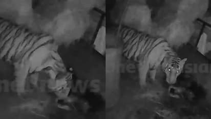 വയനാട്ടിൽ പശുക്കിടാവിനെ തൊഴുത്തിൽ കയറിക്കൊന്ന കടുവ വീണ്ടുമെത്തി, അവശിഷ്ടം ഭക്ഷിച്ച് മടങ്ങി, സിസിടിവി ദൃശ്യം