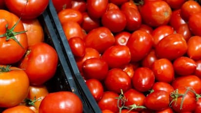 Tomato Price Today