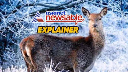 What is Prion disease? Can 'Zombie Deer disease' affect humans? What are its symptoms?