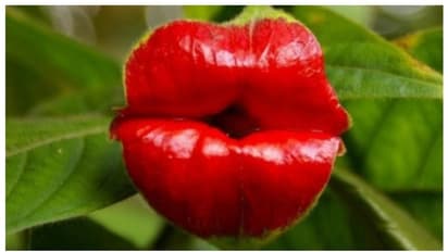 'ഹോട്ട് ലിപ്സ്' അഥവാ 'ഗേള്‍ഫ്രണ്ട് കിസ്സ്', കേട്ടിട്ടുണ്ടോ ഇങ്ങനൊരു പൂവിനെ കുറിച്ച് ? 