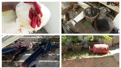 'കോഴികളുടെ കണ്ണ് കുത്തിപ്പൊട്ടിച്ചു, ഫിഷ് ടാങ്കിൽ കല്ലും മണ്ണും നിറച്ചു'; വീട്ടിൽ കഞ്ചാവ് സംഘത്തിൻ്റെ പരാക്രമം