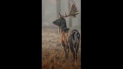 ಕರೋನಾ ನಂತರ,  ಹೆಚ್ಚುತ್ತಿದೆ ಝೋಂಬಿ ಡಿಯರ್ ಭೀತಿ…. ಮನುಷ್ಯರು ನರಭಕ್ಷಕರಾಗ್ತಾರ? 