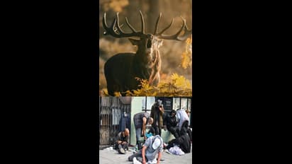 32 மாகாணங்களுக்கு பரவிய ஜாம்பி மான் நோய்.. மனிதர்கள் ஏன் எச்சரிக்கையாக இருக்க வேண்டும்?