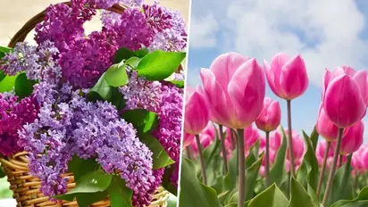 Tulips to Daffodils: 7 flowers that bloom in Spring
