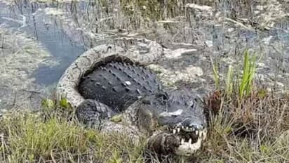 പൊരിഞ്ഞ പോരാട്ടം, ആര് ജയിക്കും പെരുമ്പാമ്പോ ചീങ്കണ്ണിയോ?