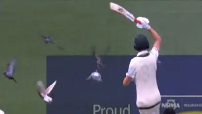 AUS vs PAK 2nd Test: Australian cricket star's pigeon-chasing antics spark meme frenzy (WATCH)