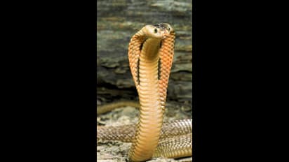 உலகின் வேகமான பாம்புகள் இவை தான்.. மின்னல் வேகத்தில் இரையை துரத்திக் கொல்லுமாம்..