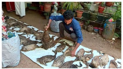 ആദ്യം രണ്ട് താറാവുകൾ മയങ്ങി വീണു, പിന്നാലെ 57 എണ്ണം ചത്തു; ദുരൂഹത, അന്വേഷണം