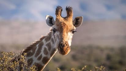 ಬೆಚ್ಚಗಿನ ವಾತಾವಣ, ಸಂಗಾತಿ ಹುಡುಕಾಟ.. ರೋಡ್ ಟ್ರಿಪ್ ಹೊರಟ ಜಿರಾಫೆ