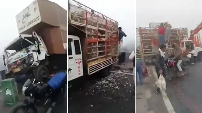 Viral video: Multi-vehicle crash at Yamuna Expressway creates chaos, people steal chicken (WATCH)