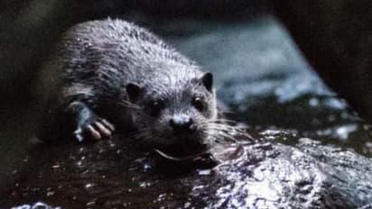 നാണംകുണുങ്ങികളായ 'ലൂട്ര ലൂട്ര', കേരളത്തിൽ ആദ്യം, പശ്ചിമഘട്ടത്തിൽ കണ്ടെത്തിയത് അപൂർവ്വയിനം നീർനായ