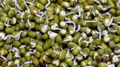 మొలకలు త్వరగా రావాలంటే ఏం చేయాలి..?