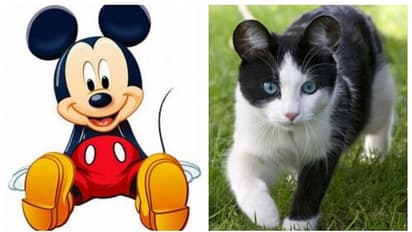 പൂച്ചകളില് 'മിക്കി ഇയര്' ശസ്ത്രക്രിയകള് ട്രെന്ഡിംഗാകുന്നു; ചെയ്യരുതെന്ന് അപേക്ഷിച്ച് മൃഗ വിദഗ്ദര് !