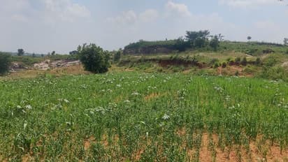 Ramanagara: ಬೆಂಬಲ ಬೆಲೆ ಇದೆ, ಆದರೆ ರಾಗಿ ಇಳುವರಿಯೇ ಇಲ್ಲ: ರೈತರ ಹಿಂದೇಟು!